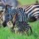 The Mating Game